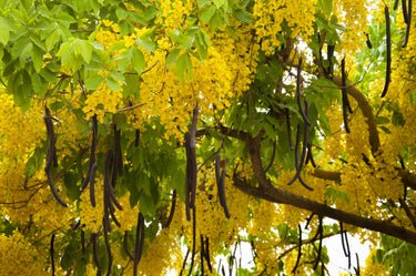 15 GOLDEN SHOWER TREE Gold Rush Yellow Cassia Fistula Flower Seeds